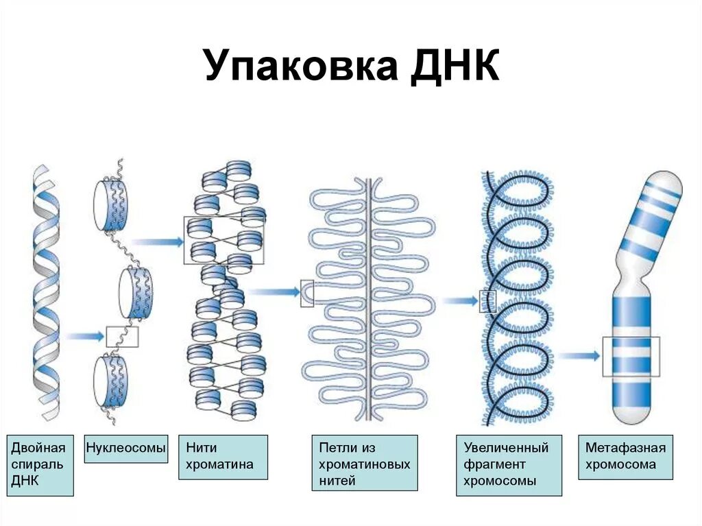 Уровни упаковки компактизации ДНК. Уровни упаковки ДНК В хромосоме. Этапы упаковки ДНК. Уровни компактизации ДНК схема. Схема компактизации наследственного материала клетки