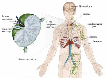 Увеличение печени селезенки и лимфатических узлов