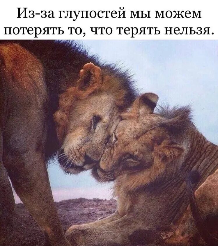 Животные пара на всю жизнь