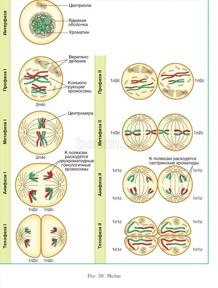 Схема мейоза 2n. Мейоз 1 фазы схема. Мейоз фазы плоидность. 12 Фаз мейоза. Деление тетраплоидной клетки