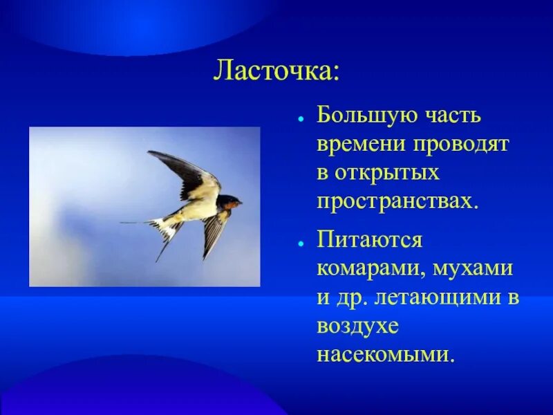 Птицы открытых пространств. Птицы открытых воздушных пространств. Презентация на тему птицы открытых пространств. Птицы открытых ландшафтов.