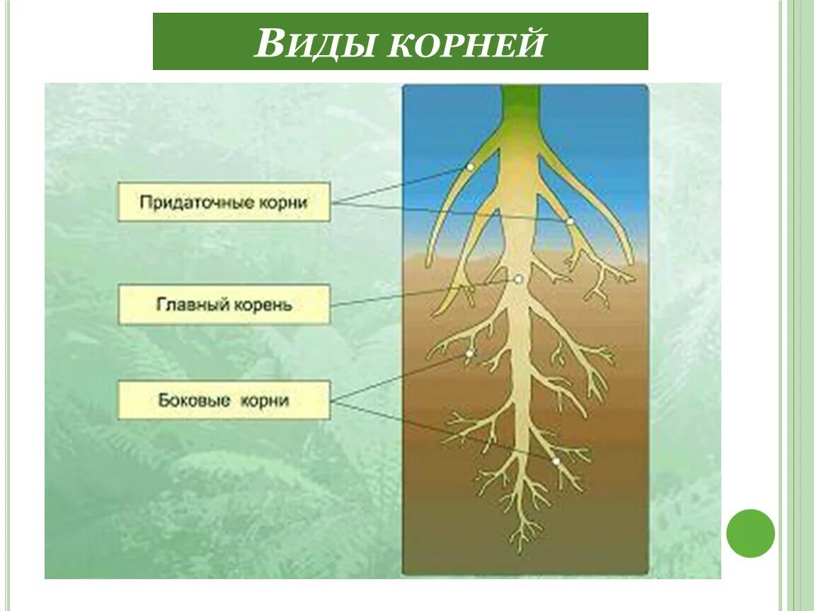 Корневая система цветковых растений. Корень вегетативный орган растения. Строение корня цветковых растений.