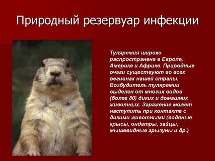 Природные очаги туляремии