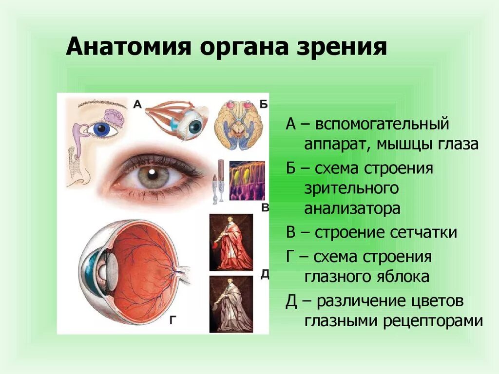 Анатомические структуры органа зрения анатомия. Орган зрения анализатор анатомия человека. Органы чувств анатомия глаз. Вспомогательный аппарат глаза.