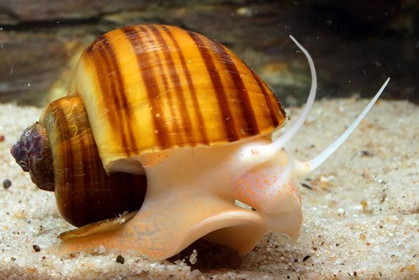 улитки аквариумные содержание.