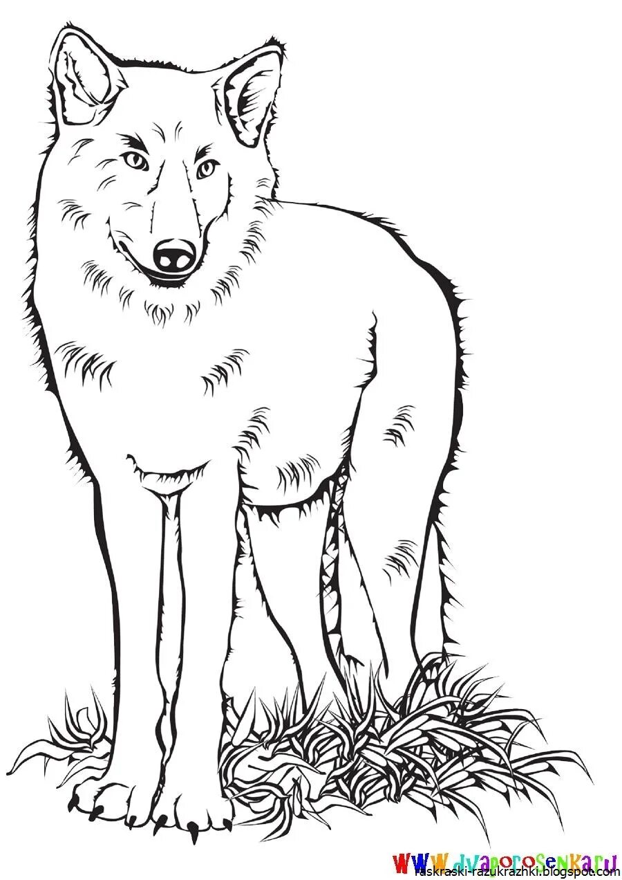 Раскраска серый волк. Гривистый волк раскраска. Раскраска волк. Волк раскраска для детей. Раскраска "Дикие животные".