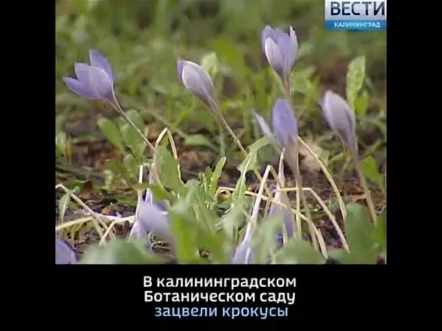 Акция памяти крокус видео. Крокус Калининград. Крокус Ботанический Голдилокс.