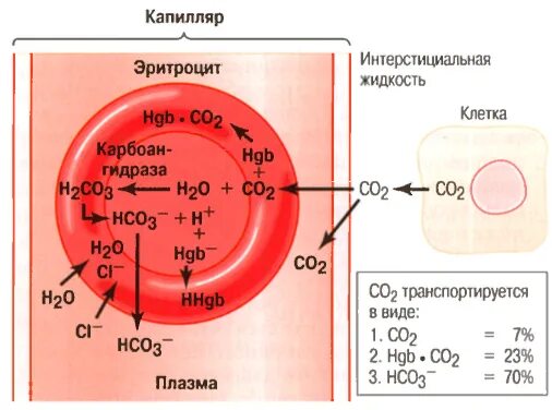 Углекислого газа в крови. Перенос кислорода и углекислого газа кровью. Механизм транспорта кислорода кровью. Эритроциты в крови транспорт кислорода. Соединение кислорода в крови