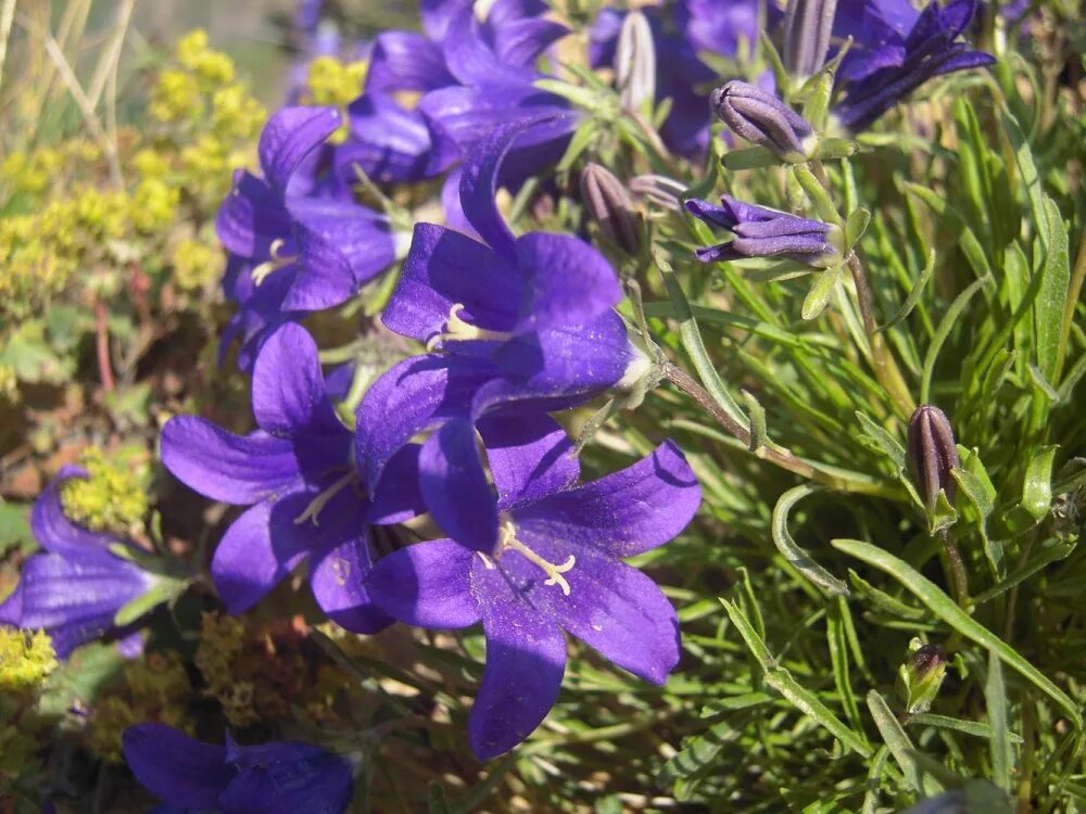 Колокольчик Безенгийский. Колокольчик камнеломка. Campanula garganica. Колокольчик дернистый. Колокольчик алтайский