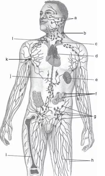 Лимфоузел надпочечнике. Лимфатическая система лимфоузлы. Лимфатическая система человека анатомия. Лимфоузлылимфотическая система. Анатомия человека лимфоузлы расположение.