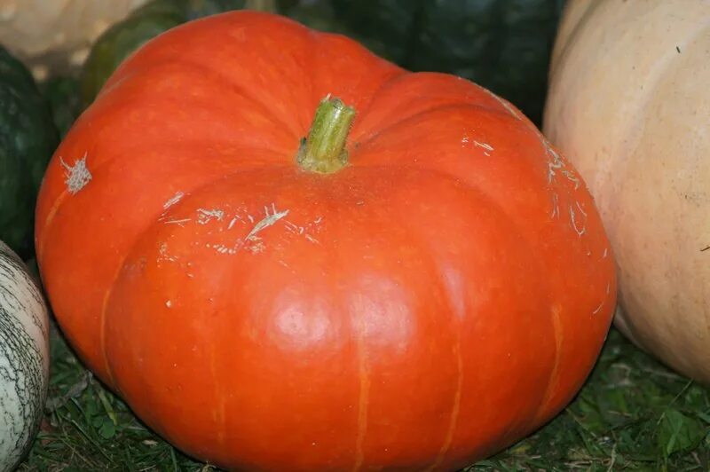 Тыква со вкусом дыни. Тыква со вкусом дыни. Тыква марисоль f1. Тыква на бахче. Арбуз дыня тыква.