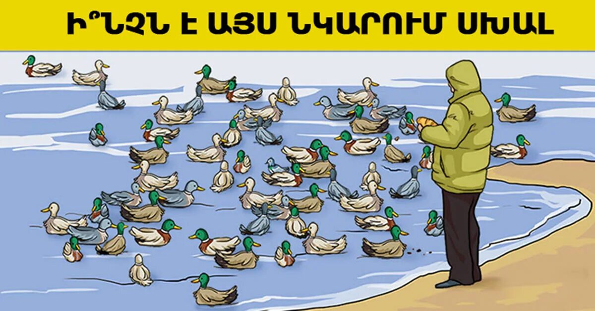 Утка дудка. Уточки. Уточка три в ряд. Маленькие дикие утки. Уточка.