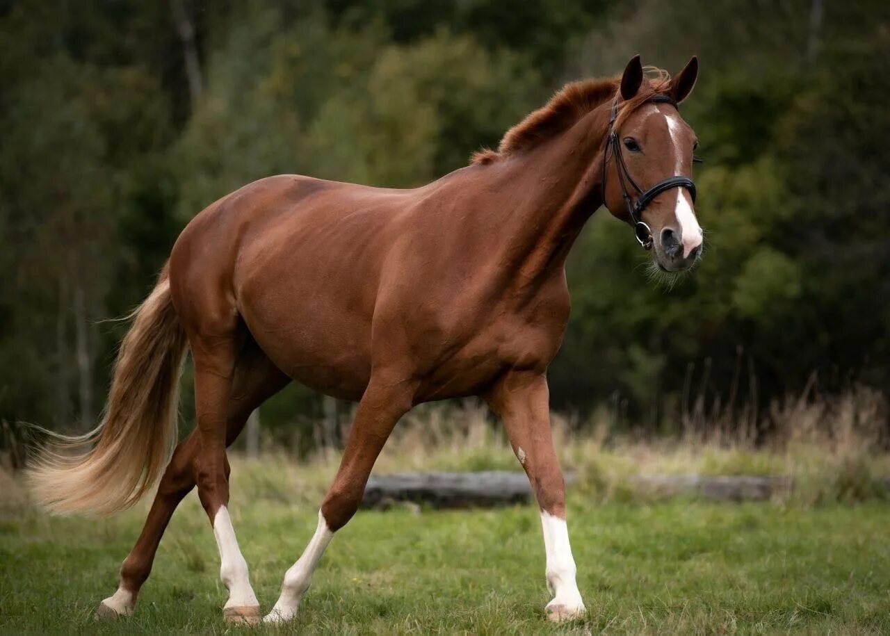 Арабо Тракененская лошадь. Тракено Орловская. Тракененская порода лошадей. Тракененская лошадь рыжая.