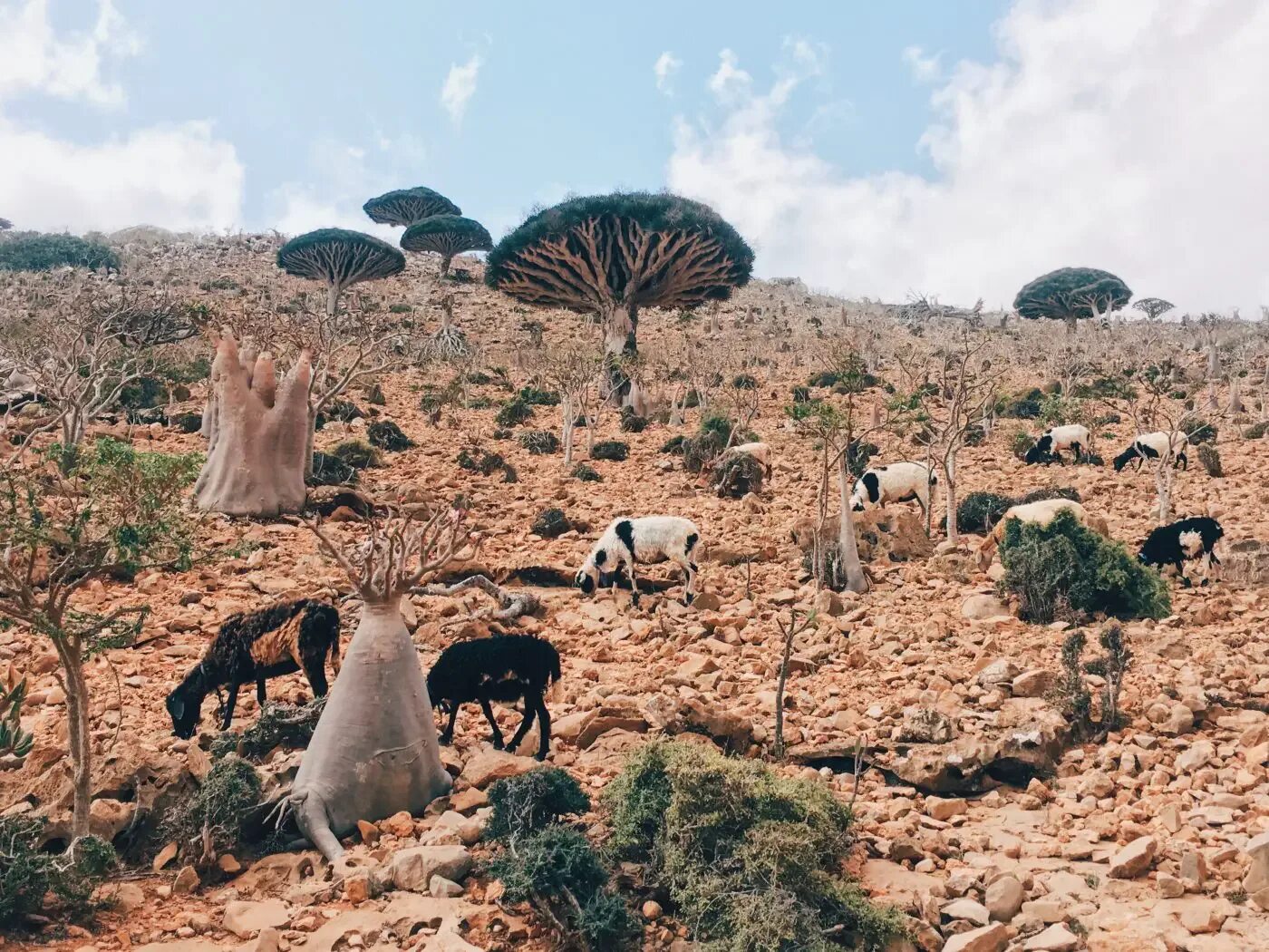 Экология флоры и фауны. Экология флоры и фауны. Загрязненная природа. Уничтожение флоры и фауны. Животные планеты земля.