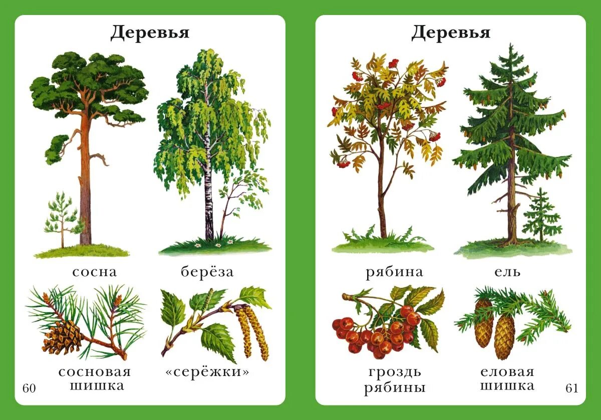 5 лиственных растений. Лиственные деревья для дошкольников. Деревья России названия. Лиственные деревья названия с картинками. Деревья для детей с названиями.