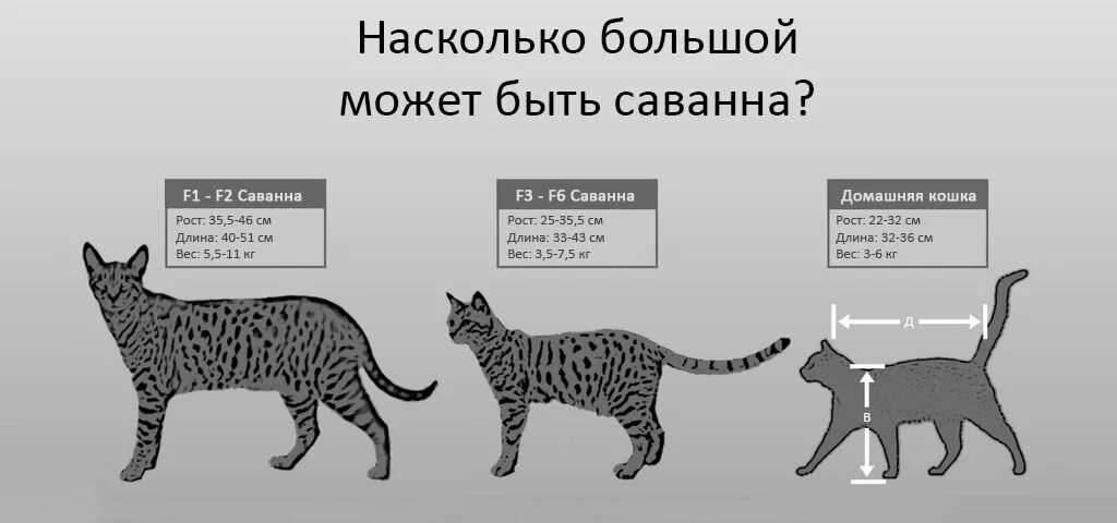 Саванна кошка Размеры и вес. Саванна кошка рост в холке. Саванна порода кошек рост. Саванна (порода кошек) и бенгал. Сколько раз в взрослая кошка