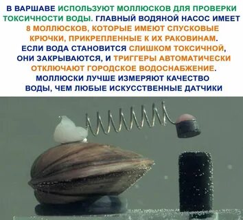 Человек использует моллюсков