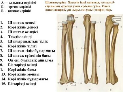 Желідегі BDSM сквирт бейнелері
