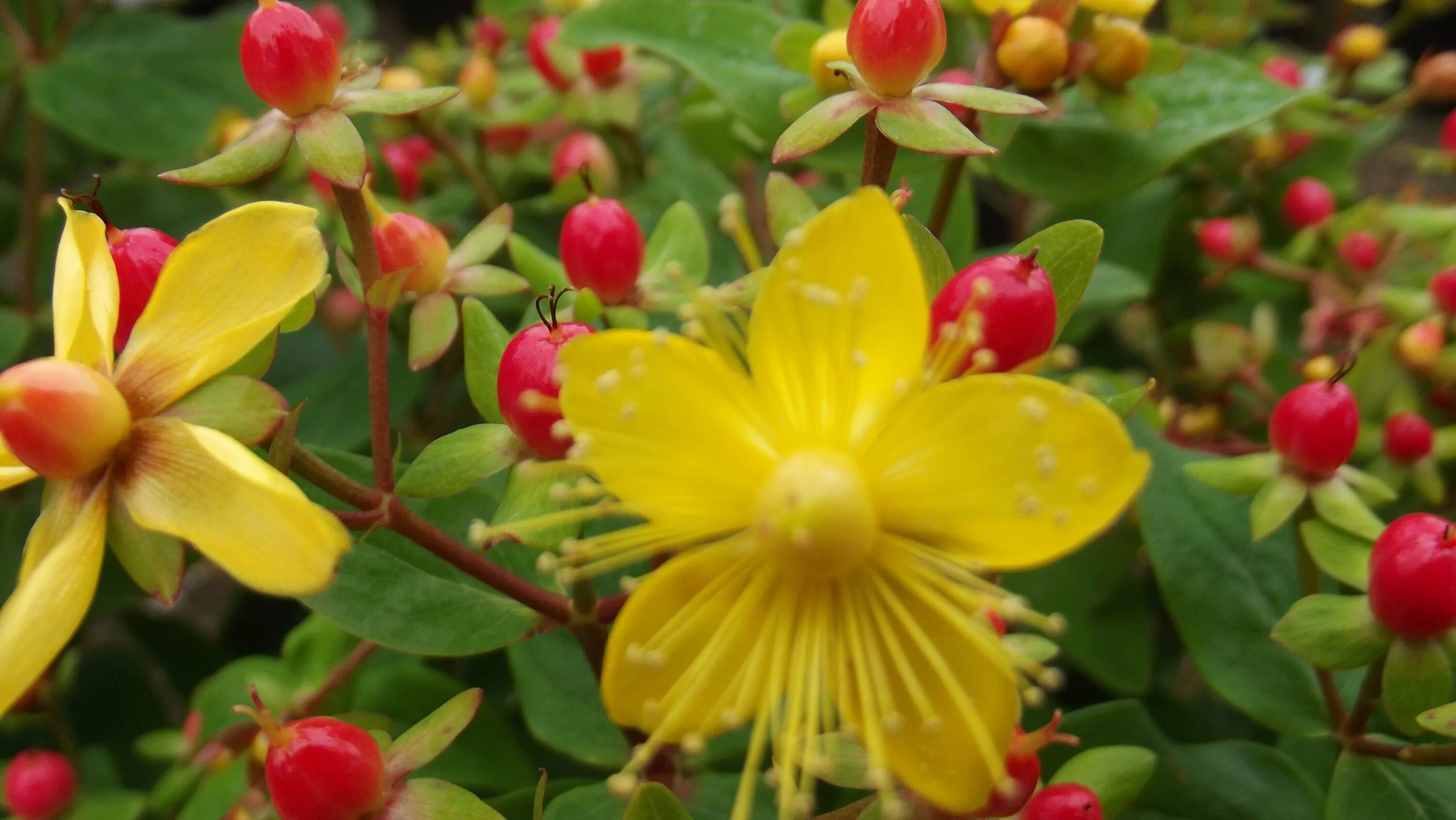 Зверобой кустарник. Зверобой чашечковидный. Зверобой Hypericum Hidcote. Зверобой кустарниковый. Гиперикум кустарник.