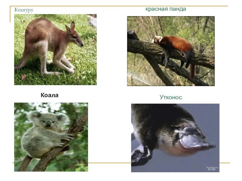 Утконос кенгуру коала материк. Кенгуру и коала. Австралия материк какаду. Утконос кенгуру коала материк. Утконос и ехидна.