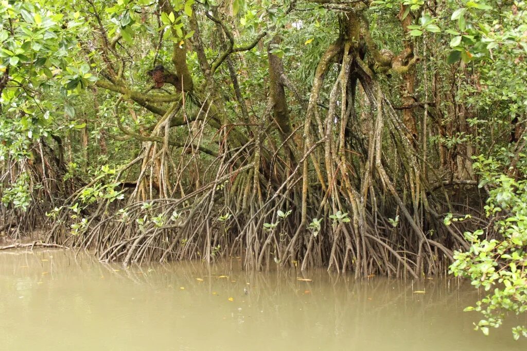 Где найти мангровое дерево