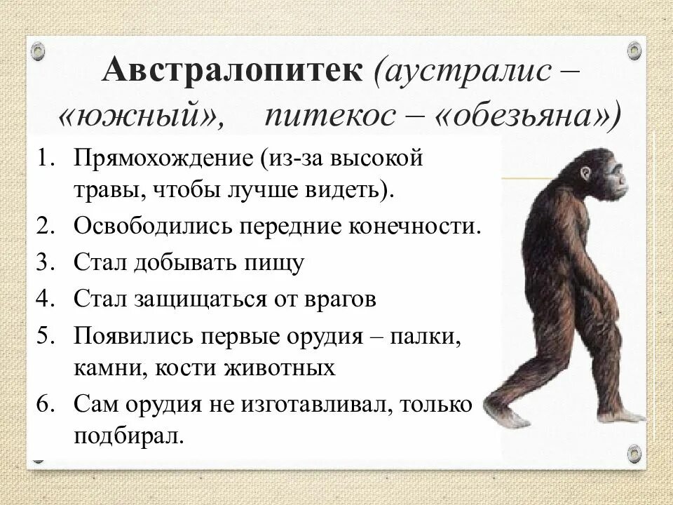 Годы жизни обезьяны. Человекообразные обезьяны австралопитеки. Австралопитеки гоминид. Австралопитек прямохождение. Древний человек австралопитек.