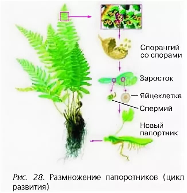 Развитие папоротников 7 класс. Размножение папоротников схема. Цикл папоротниковидных. Размножение папоротников 7. Размножение папоротников цикл развития рис. 41.
