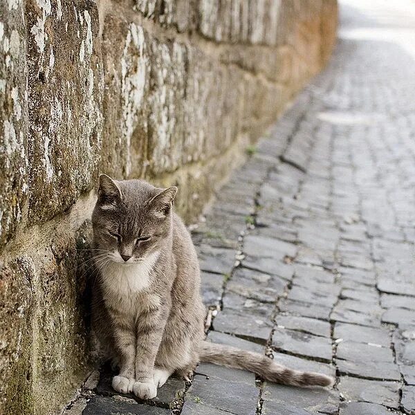 Street Cat. Кошки и улица одним словом. Old Street Cats. Cat in the Street. Hello street cat live