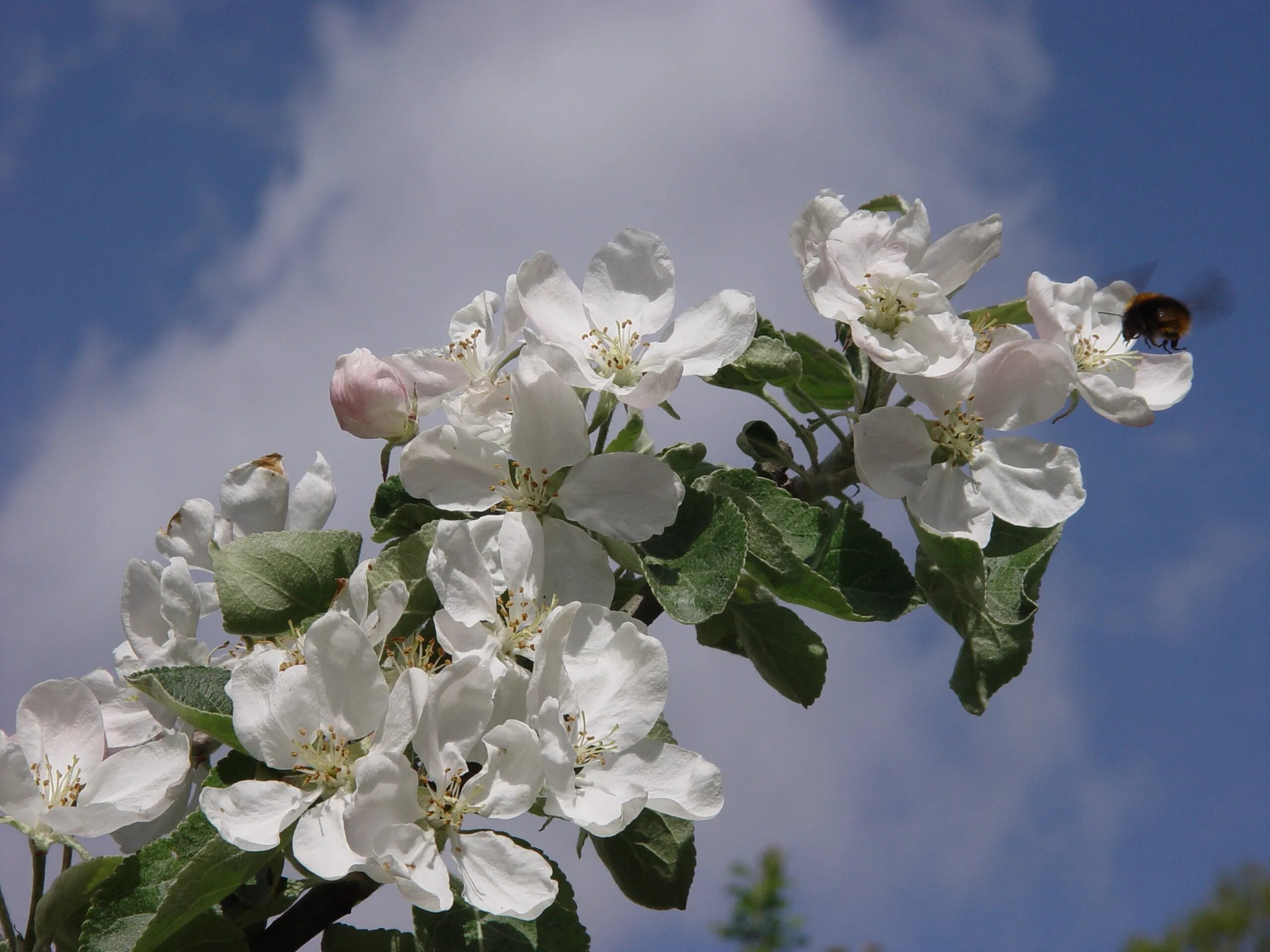 Цвета ли яблони. Жасминовая яблоня. Яблоневый цвет (Malus domestica). Яблоня Орлик цветение.