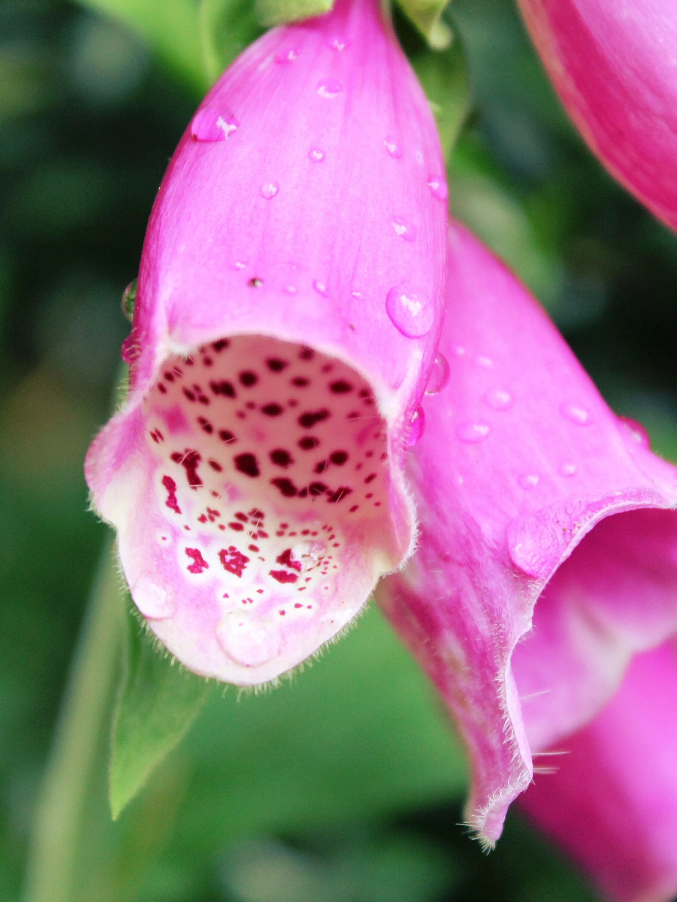 Poisonous flower. Наперстянка. Наперстянка ядовитая. Ядовитые розовые цветы.