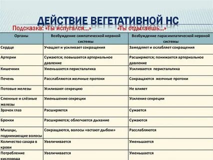 Влияние симпатических и парасимпатических нервов