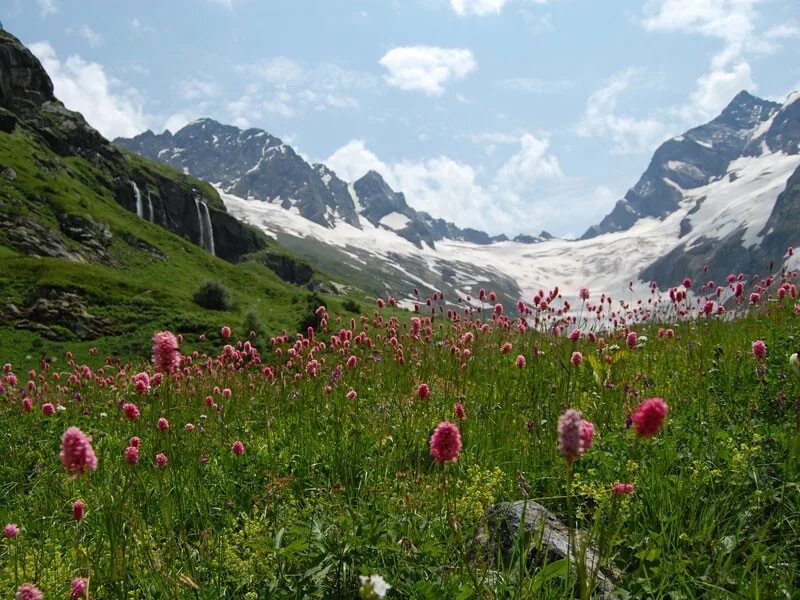 Карачаево-черкесия архыз домбай. Альпийские луга карачаево-черкесии. Тебердинский заповедник альпийские луга. Домбай лето горы. Домбай цветы.