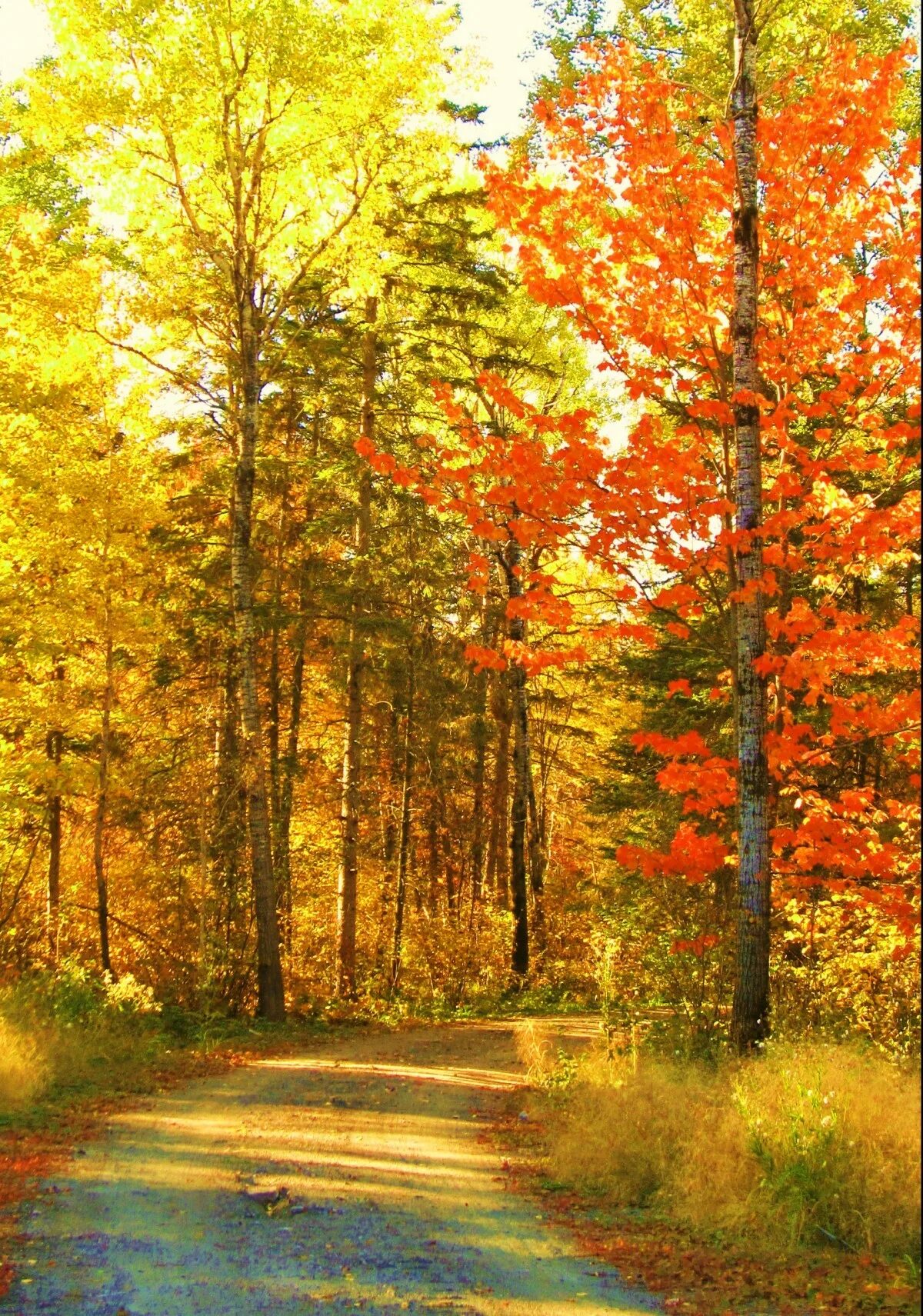 Картинка времена года осень. Осенний лес. Природа осень. Природа осенью. Лес осенью.