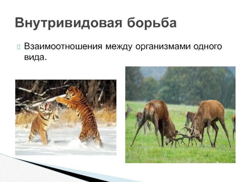 Примерами внутривидовой конкуренции являются