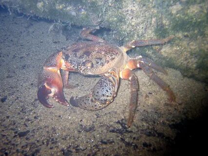 В каких морях водится краб