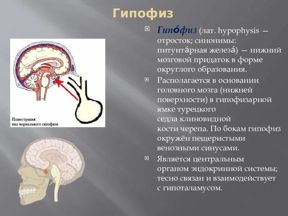 Гипофиз влияет на рост. Функции гипофиза головного мозга. Структура головного мозга гипофиз. Гипофиз Нижний мозговой придаток. Особенности строения гипофиза.