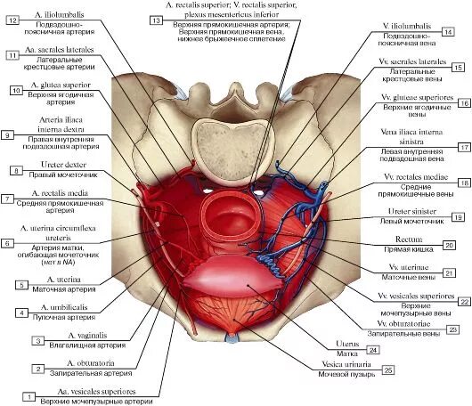 Строение малого таза мужчины спереди. Органы малого таза сбоку. Схема женских органов малого таза спереди. Анатомия строение органов малого таза. Женский орган между
