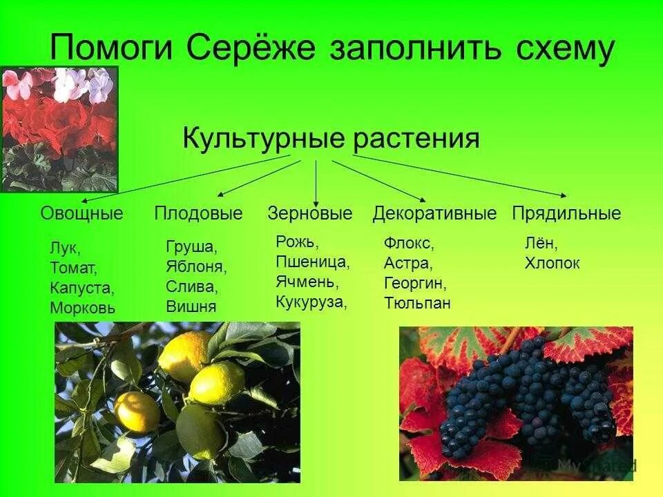 Распределите культурные растения по группам. Образцы культурных растений. Сорта культурных растений. Сортовые культурные растения. Культурные растения названия.