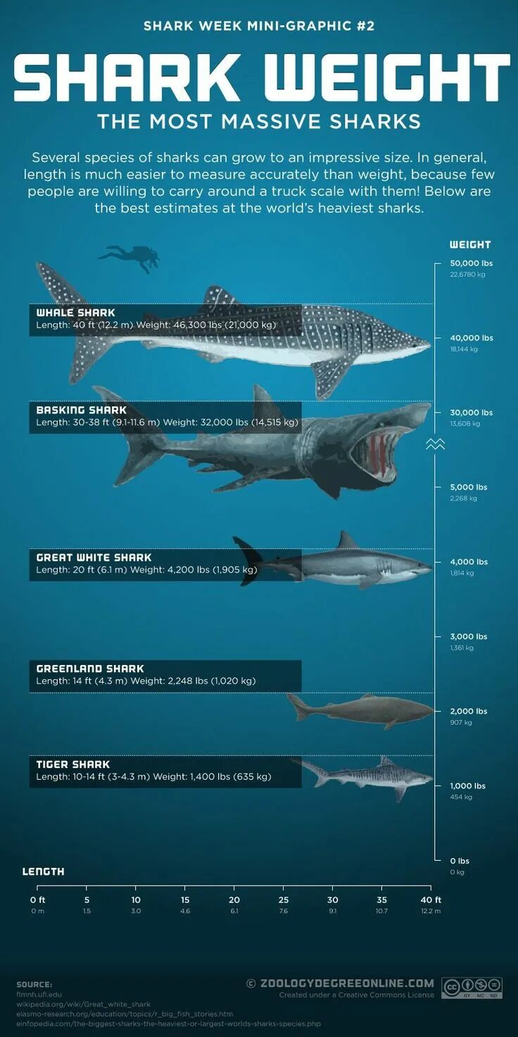 Какой длины акула. Размеры акул. Белая акула Размеры. Вес белой акулы. Вес большой белой акулы.