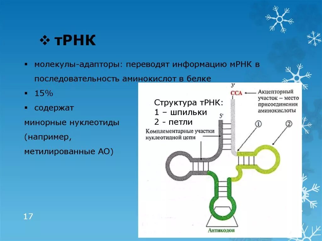 Акцепторным участком транспортной РНК. Акцепторный участок ТРНК. Структура ТРНК. Строение транспортной РНК.