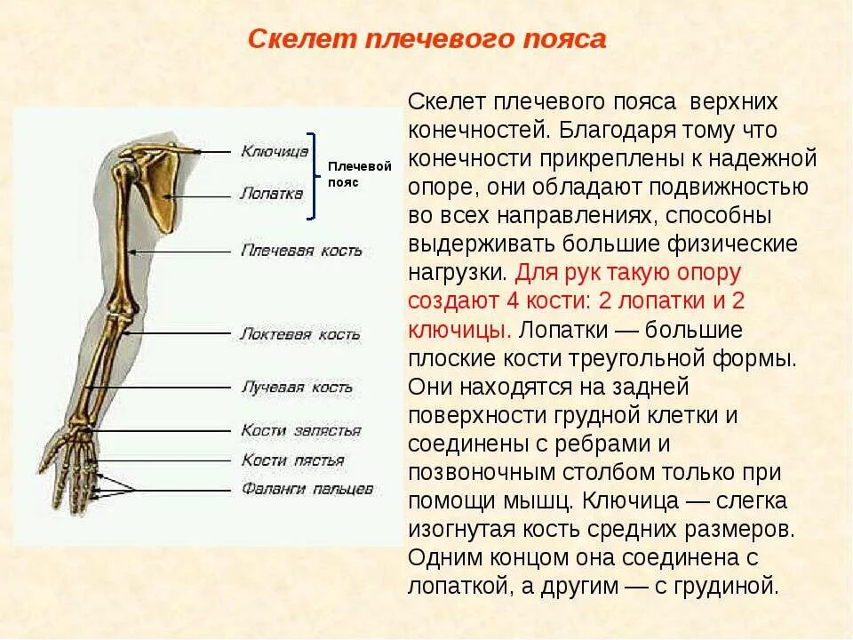 Скелет конечностей функции. Особенности строения костей плечевого пояса. Скелет верхней конечности кости плечевого пояса. Строение скелета верхней конечности анатомия. Плечевой пояс и скелет верхних конечностей.