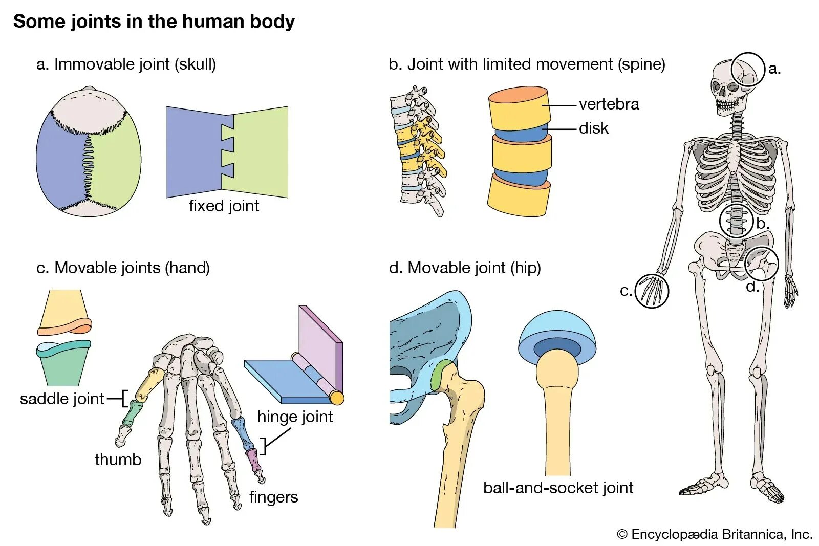 Human types. Human Joints. The Human body Joints. Types of Joints.