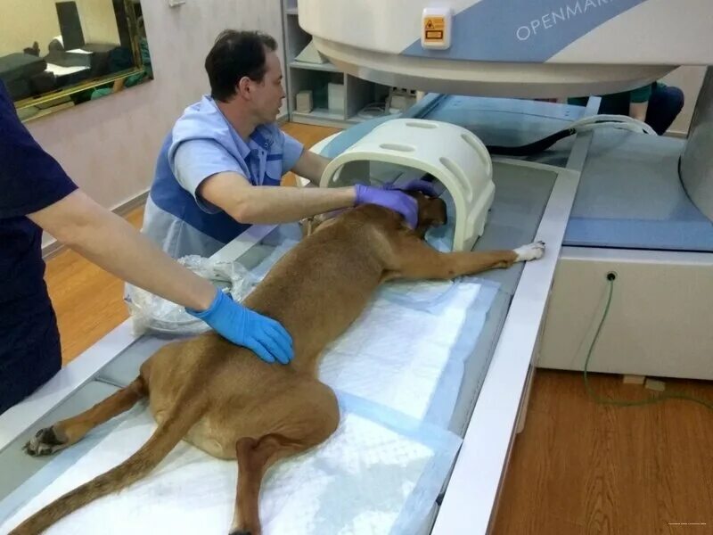 ветеринарная клиника алекс находка. ветеринары питер. горветстанция спб. ветеринары питер. ветеринарная клиника на жерновской.