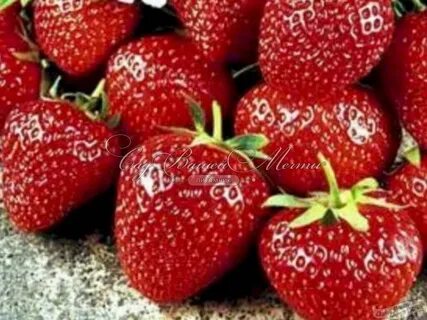 Клубника машенька описание фото