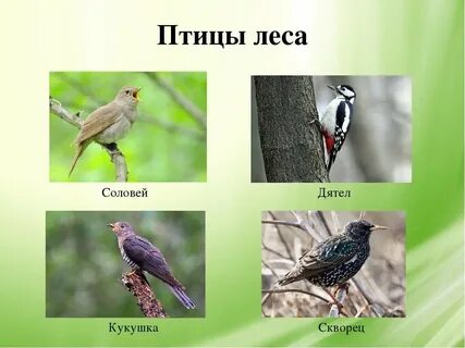 5 птиц леса