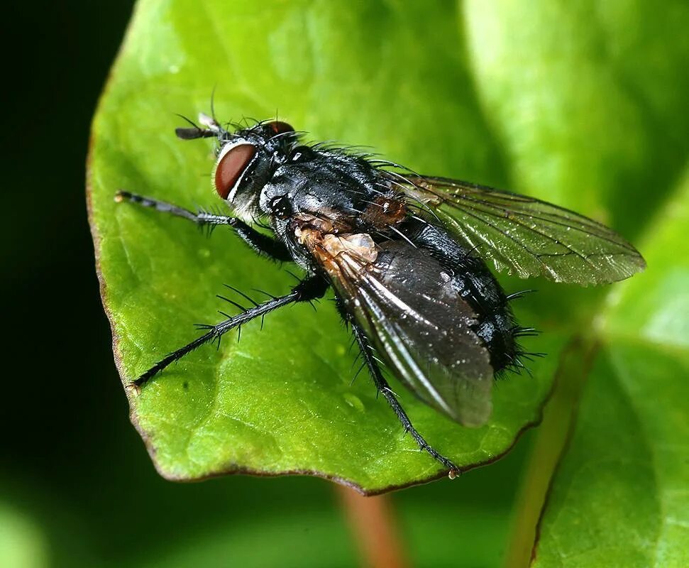 Sarcophaga carnaria Муха. Sarcophagidae Муха. Серая мясная Муха личинки. Sarcophaga carnaria личинки.