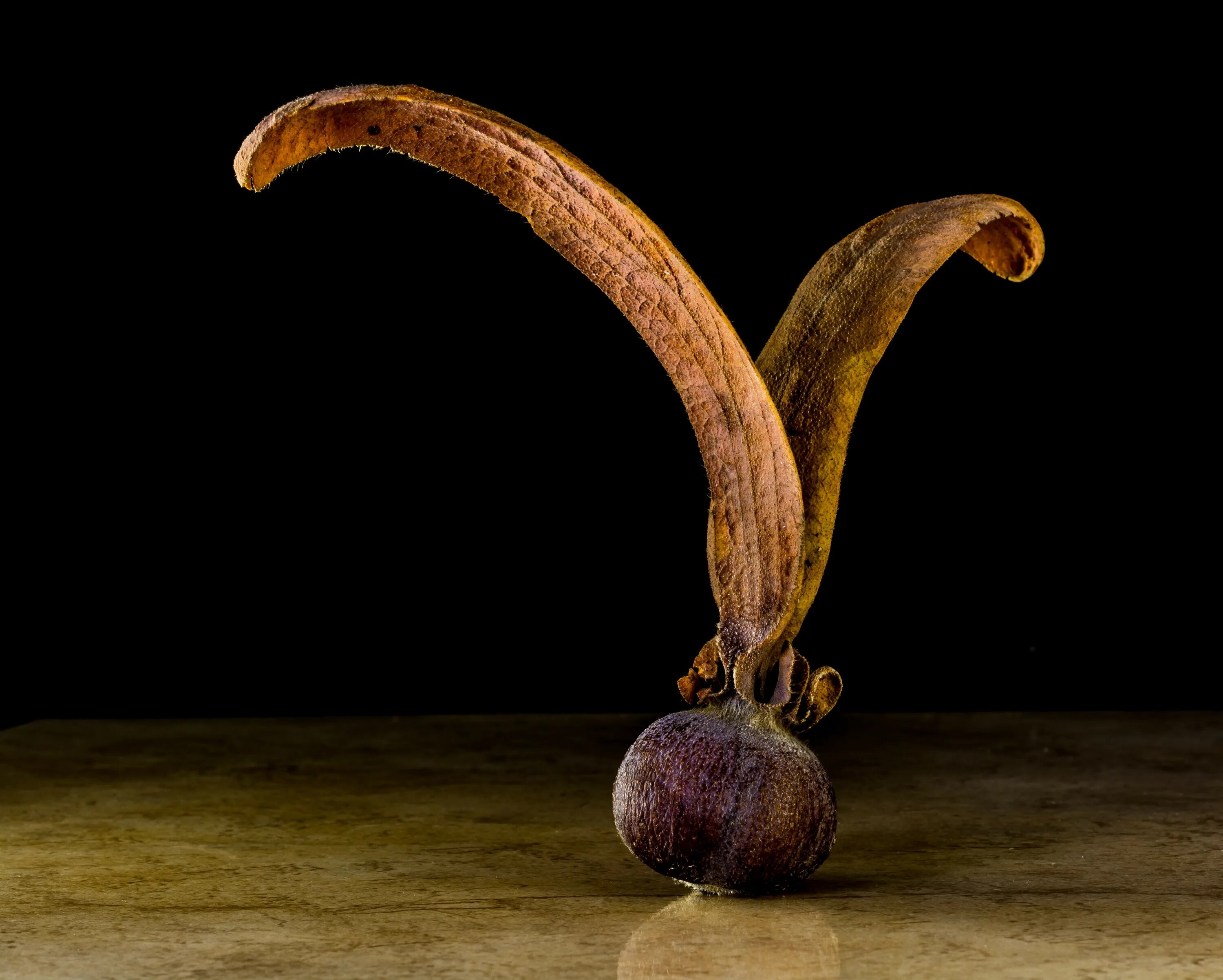 Семена тикового дерева. Тик дерево семена. Teak Seeds- images. Tiki Fruits. Single object