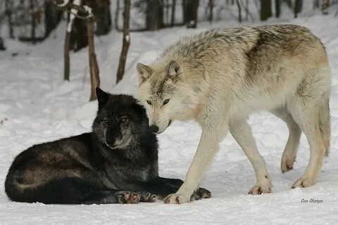 Wolf 2