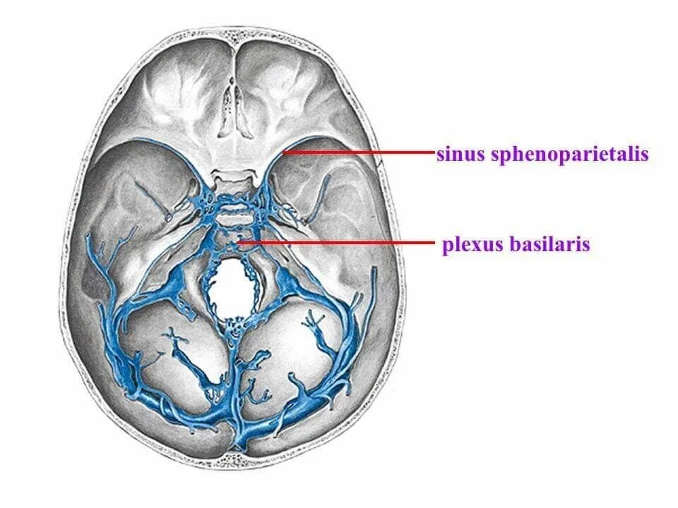 Sulcus sinus латынь