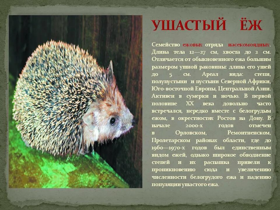 Еж ушастый почему занесен в красную книгу. Отряд насекомоядные ушастый еж. ушастый ёж красная книга. ушастый ёж красная книга новосибирской области. ушастый ёж красная книга самарской области.